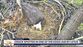 The National Arboretum's bald eaglets are almost here!
