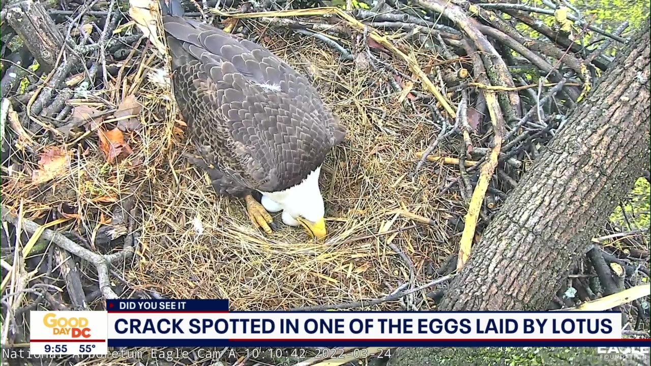 The National Arboretum's bald eaglets are almost here!