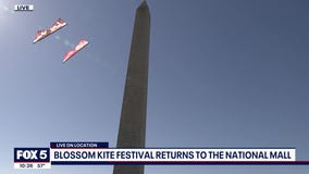 Cherry Blossom Kite Festival preview
