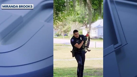Police officer removes gator from Groveland yard