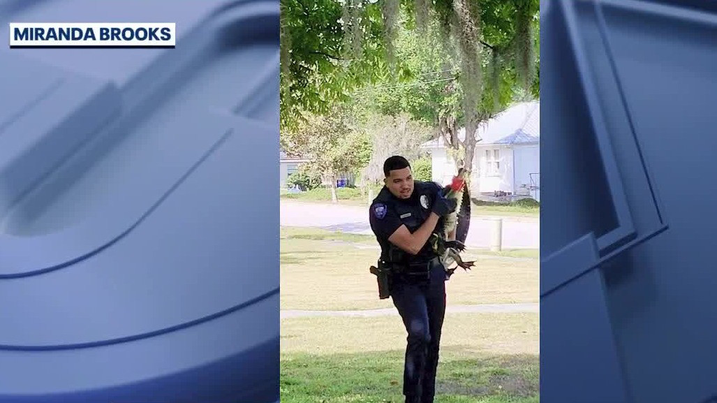 Police officer removes gator from Groveland yard