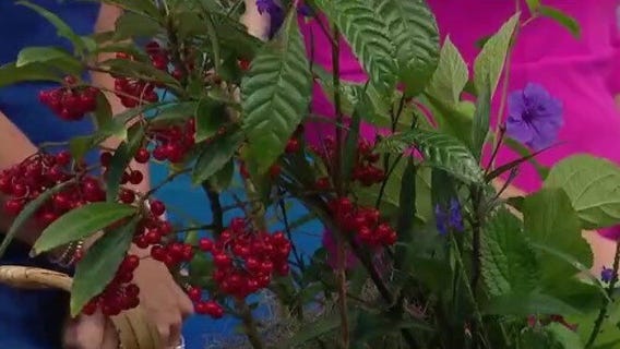 Learn how to plant like a Floridian