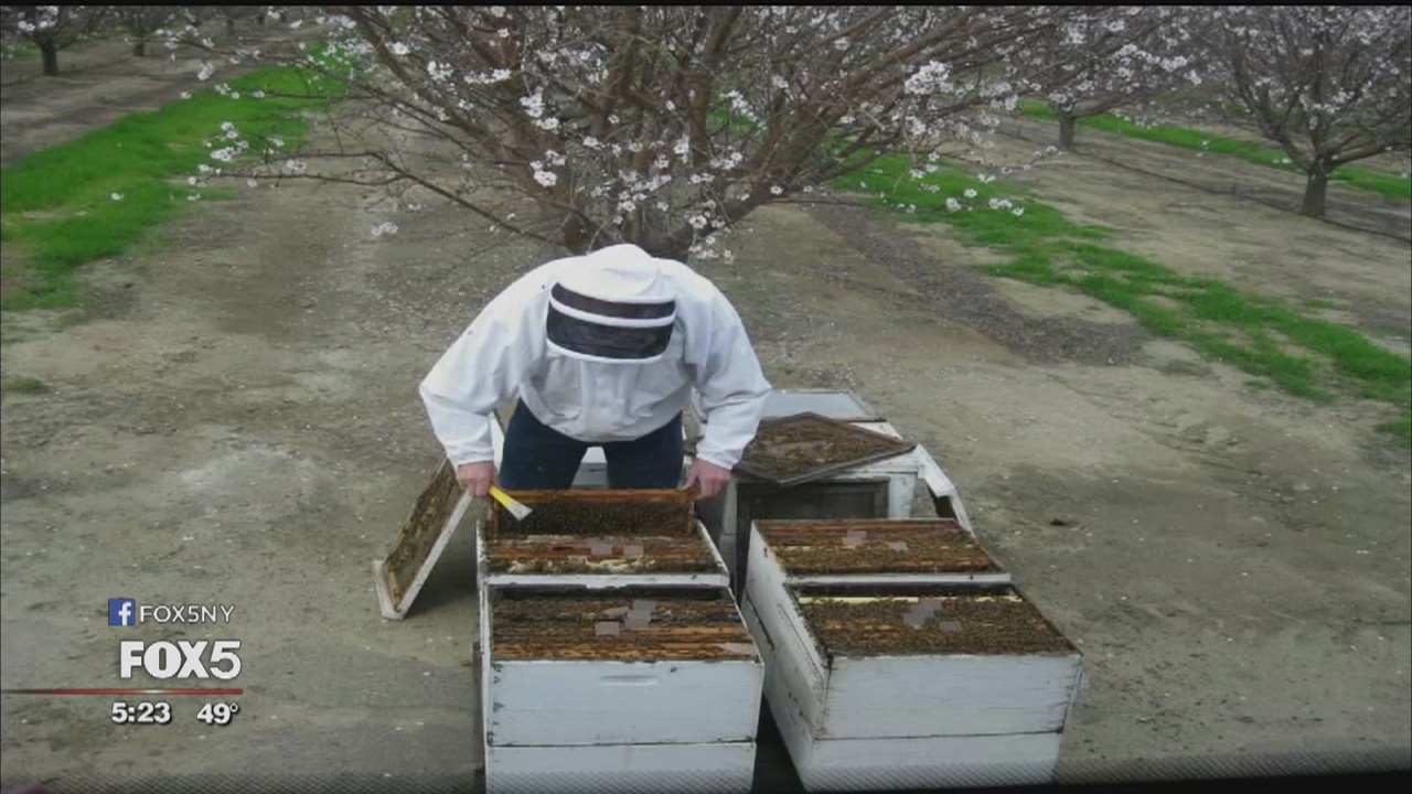 How the popularity of almonds is affecting bees nationwide