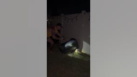 Florida barefoot gator wrangler helps remove unwanted guest