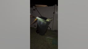 Florida barefoot man wrangles gator into trash can