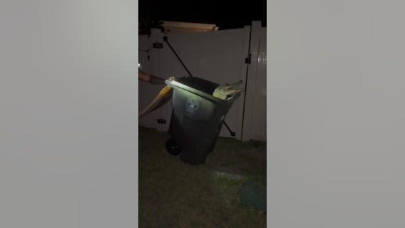 Florida barefoot man wrangles gator into trash can