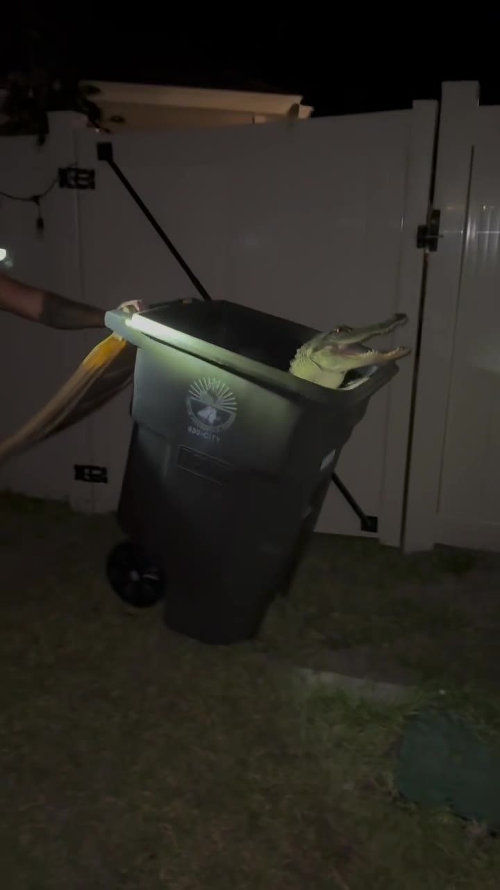 Florida barefoot man wrangles gator into trash can
