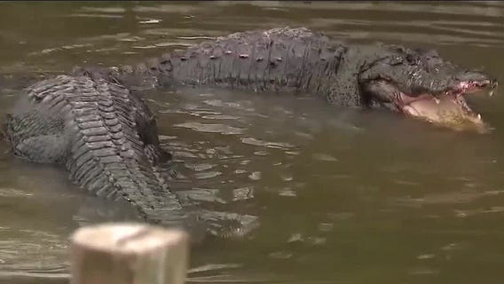Study: Human behavior often leads to gator attacks