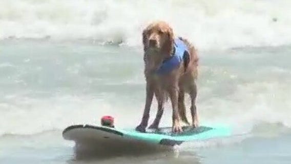 Dogs flock to Cocoa Beach for surfing festival