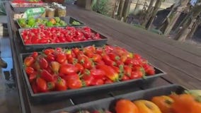 Dirty Dog Organic Farm