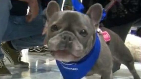 Puppy scavenger hunt