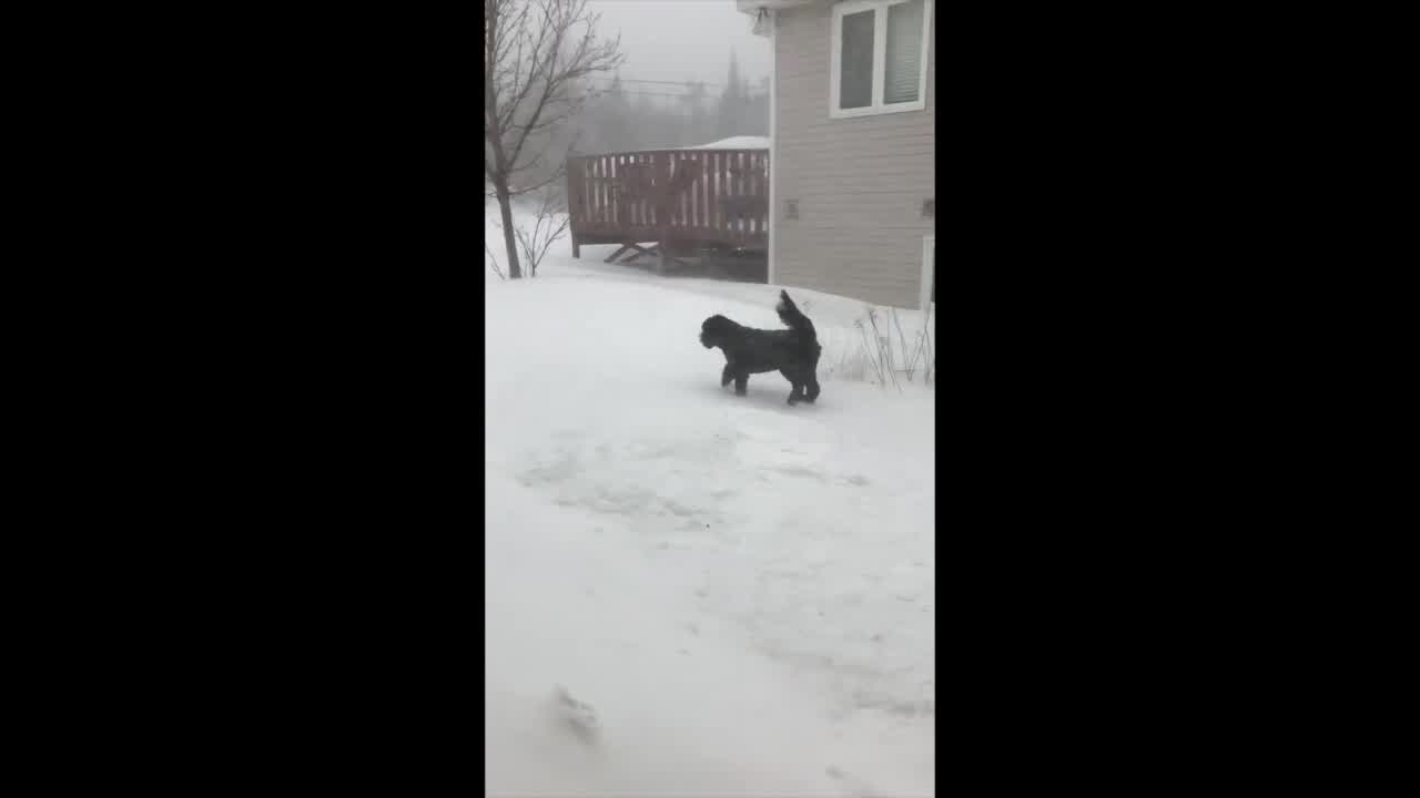 'Poor Dude': Dog Braves Newfoundland Blizzard for Bathroom Break