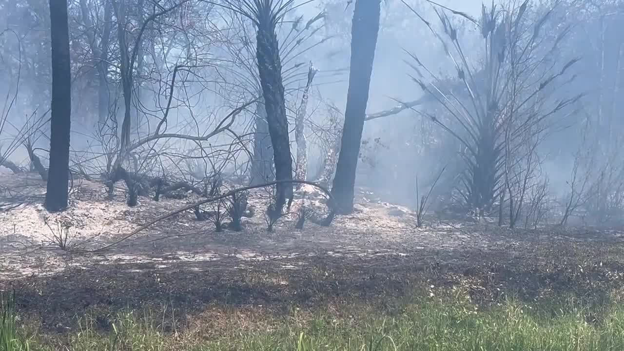 Palm Bay brush fire: 12 homes evacuated, officials say | FOX 35 Orlando