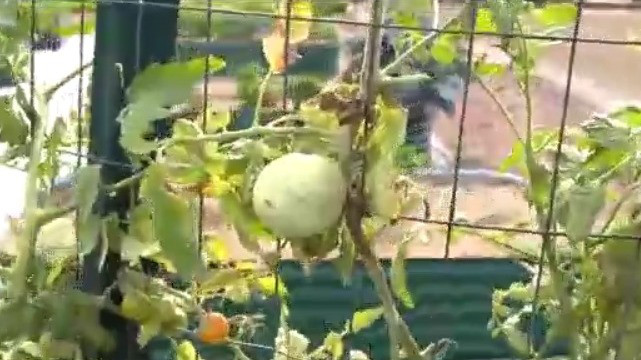 New community garden opens in Pine Hills