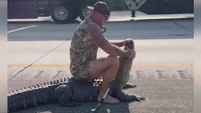 Blue Collar Brawler traps 10-foot gator on I-95
