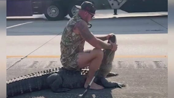 Blue Collar Brawler traps 10-foot gator on I-95