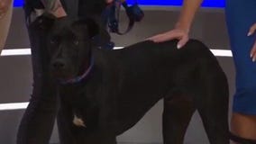 Adopt-A-Pet: Meet Tater