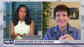 Keeping care of cat's paws