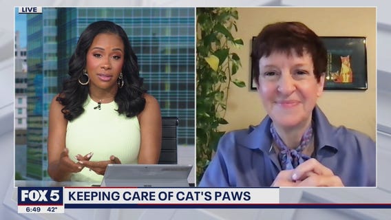 Keeping care of cat's paws