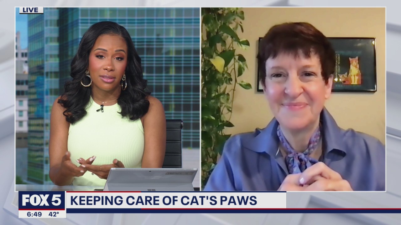 Keeping care of cat's paws