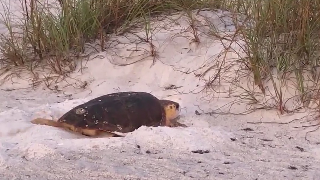 Sea turtle nesting season begins in Florida | FOX 35 Orlando