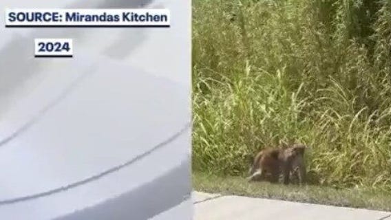 Search for missing monkey on in Mount Dora