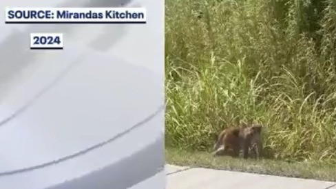 Search for missing monkey on in Mount Dora