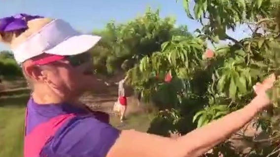 Peach A Palooza returns to Graham's U-Pick Farms