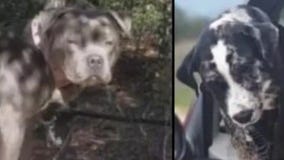 Florida dangerous dog bill heads to governor's desk