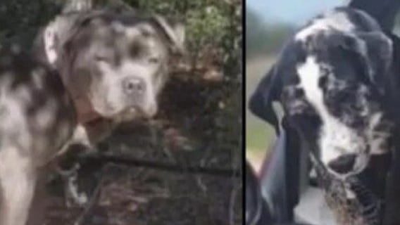 Florida dangerous dog bill heads to governor's desk