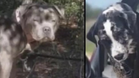 Florida dangerous dog bill heads to governor's desk
