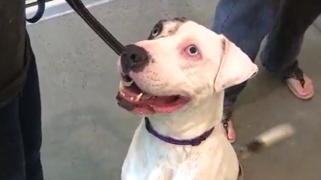 Adoption fees waived for select dogs at Lake County shelter