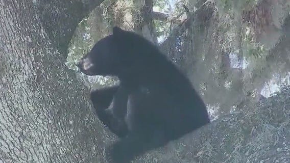 Protest over proposed bear hunt