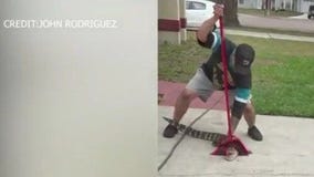 Ocoee man rescues alligator found under his truck