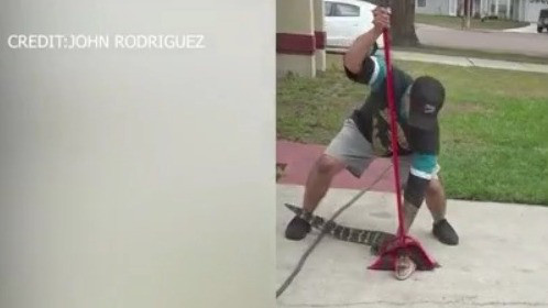 Ocoee man rescues alligator found under his truck