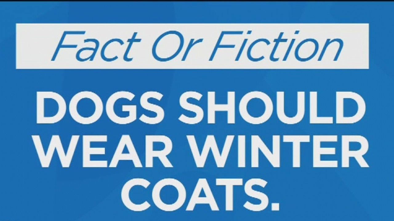 Fact Or Fiction: Dogs should wear winter coats