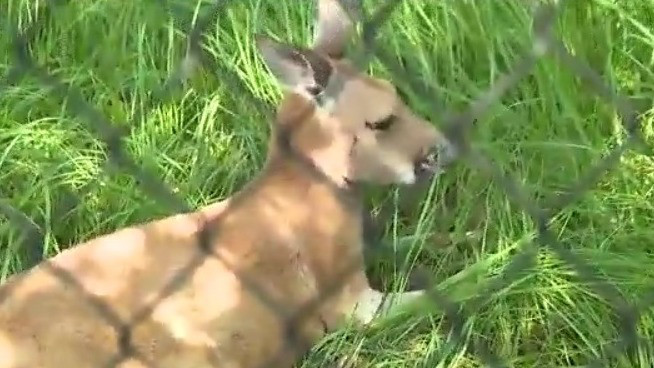 Kangaroo captured: Meet Hickory