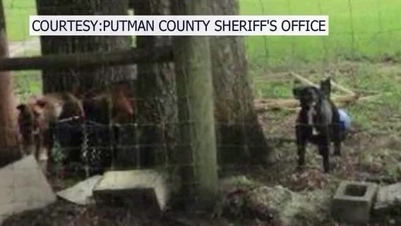 Dog safety advice from a veterinarian