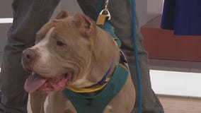 Adopt-A-Pet: Meet Chief