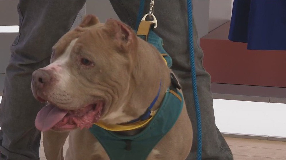 Adopt-A-Pet: Meet Chief