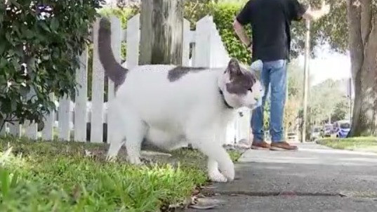 Thornton Park hosting two-week celebration for Lulu the Cat