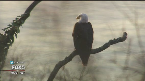Bald eagle sighting brings bird lovers to Riverside Park