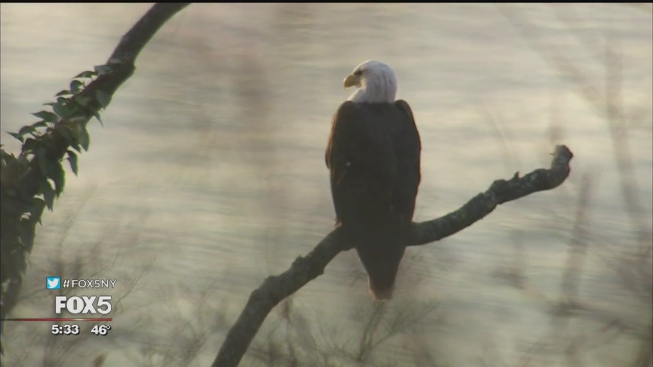 Bald eagle sighting brings bird lovers to Riverside Park
