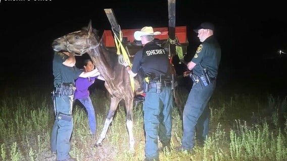 6 malnourished horses found in Polk County, 1 dies