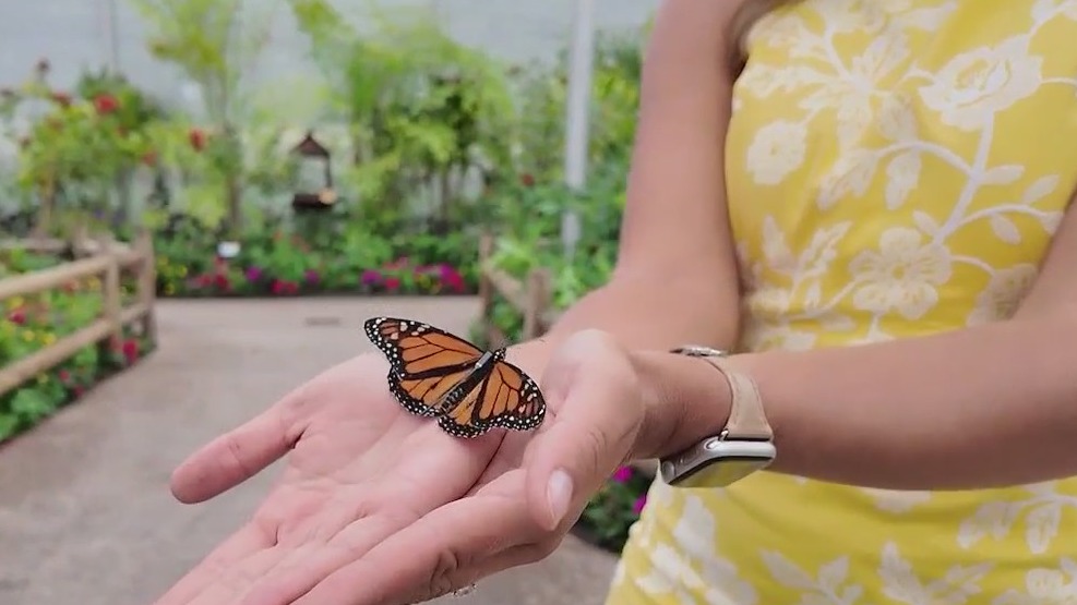 Disney uses tiny tech to save butterflies