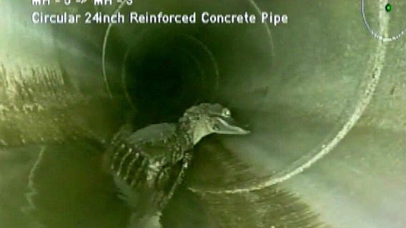 Alligator spotted in Oviedo storm drain during inspection