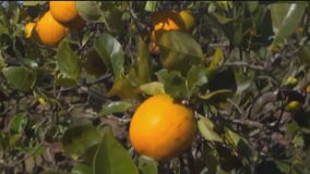 Push to help Florida's citrus growers