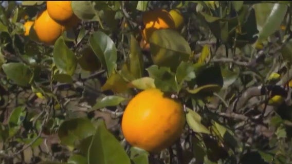 Push to help Florida's citrus growers