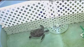 Wild Wednesday: Sea turtle nesting season underway