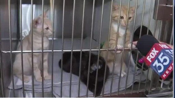 More than 200 kittens need homes in Orange County